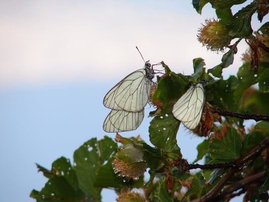 Photo Sharing and Video Hosting at Photobucket