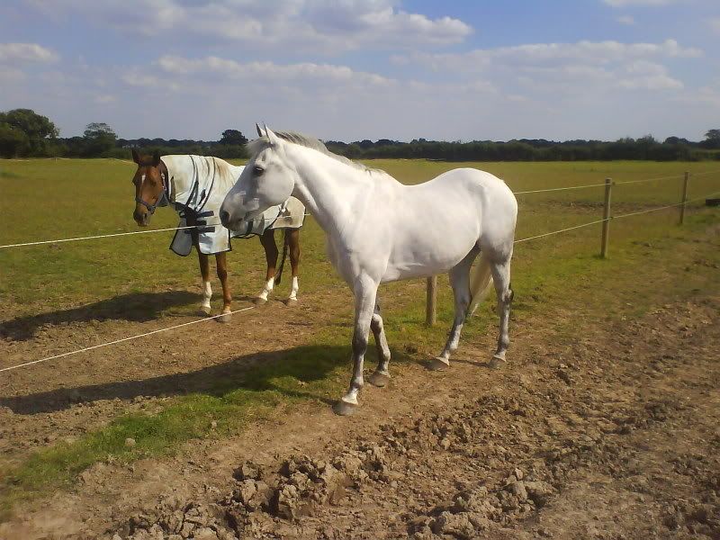 Do ALL grey horses turn white? Horse and Hound Forum