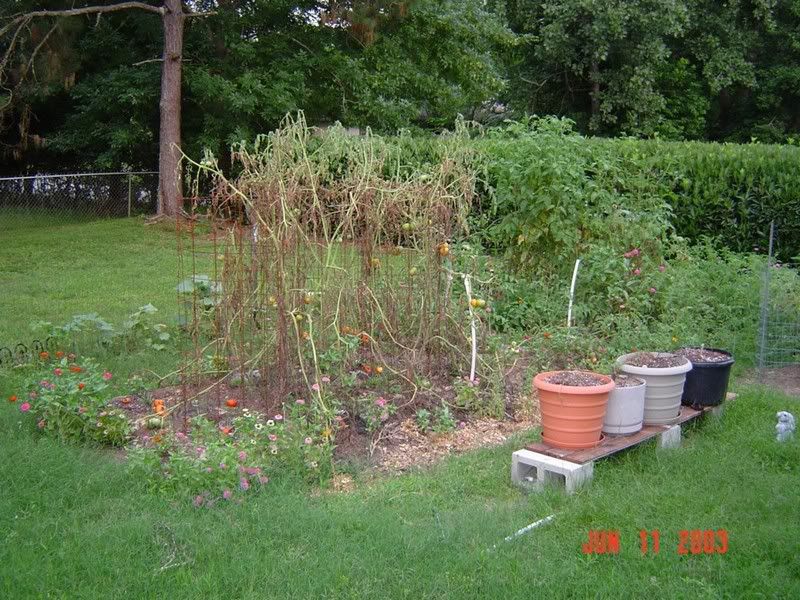 All six plants about a month after first 'went ill'