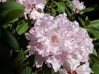 Rhododendron Pictures, Images and Photos