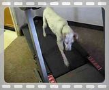 brutus video: brutus dyan042.mp4
