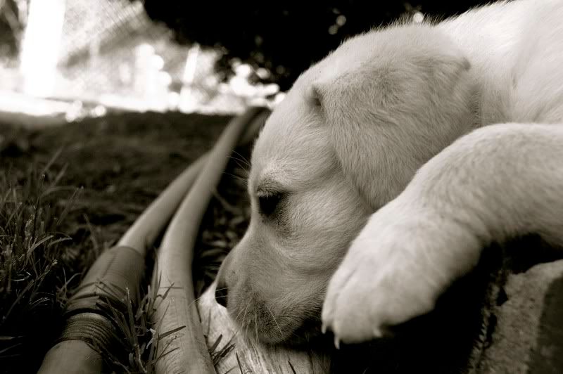 IMAGE: http://i138.photobucket.com/albums/q244/stcuvadlax0609/DSC_05691.jpg