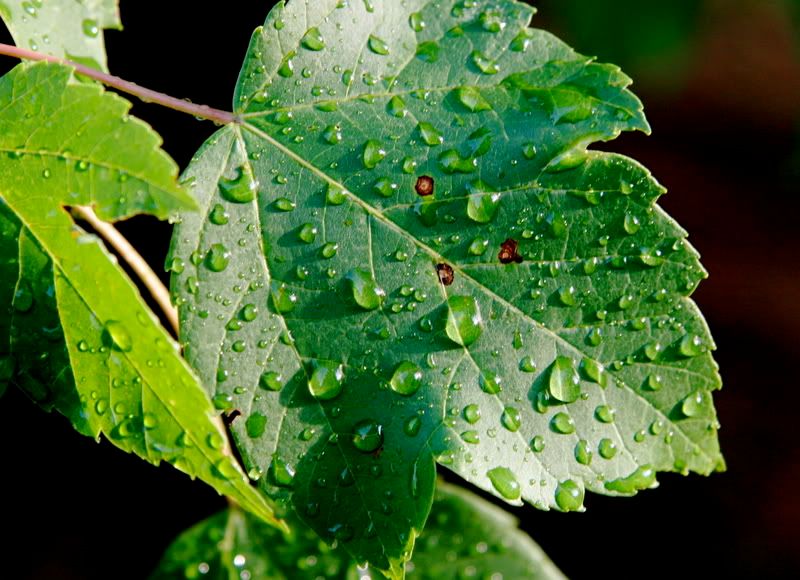 IMAGE: http://i138.photobucket.com/albums/q244/stcuvadlax0609/IMG_4642.jpg