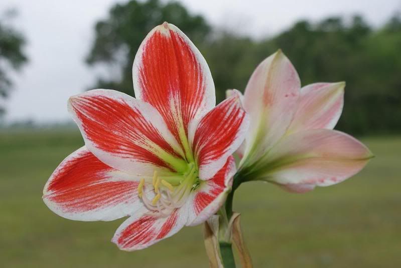 Amarillo Flower At Home Photo by blair_liz Photobucket
