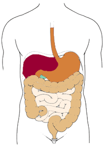 digestive System Pictures, Images and Photos