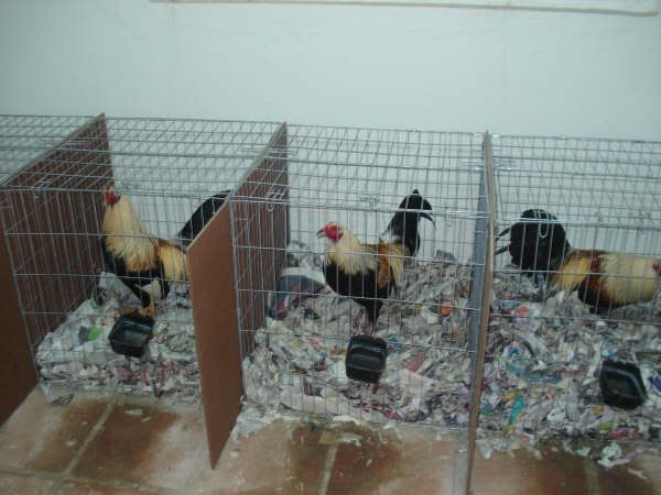 gamefowl farms photograph