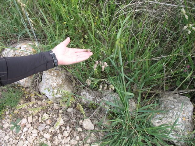 Tel Shiloh Nature