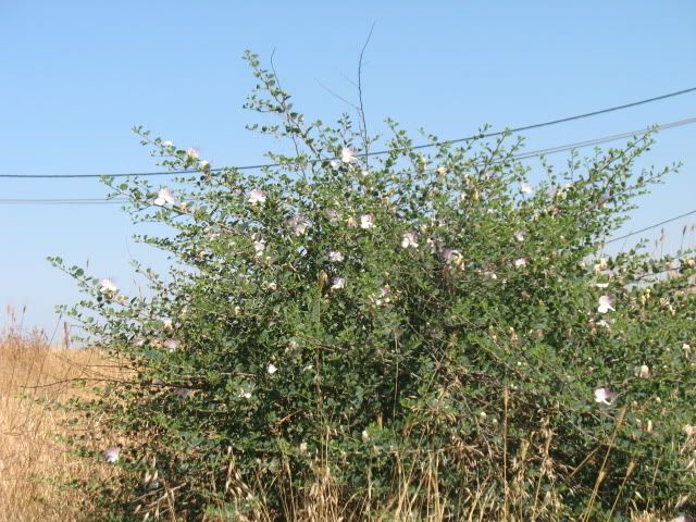 Tel Shiloh, Rosh Chodesh Tammuz, June, 2009