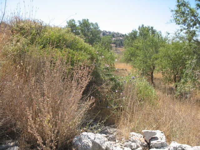 Tel Shiloh, Rosh Chodesh Tammuz, June, 2009