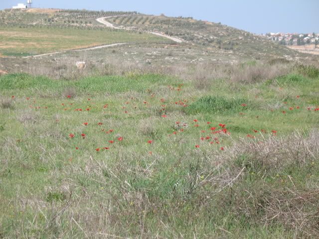 Tel Shiloh 1