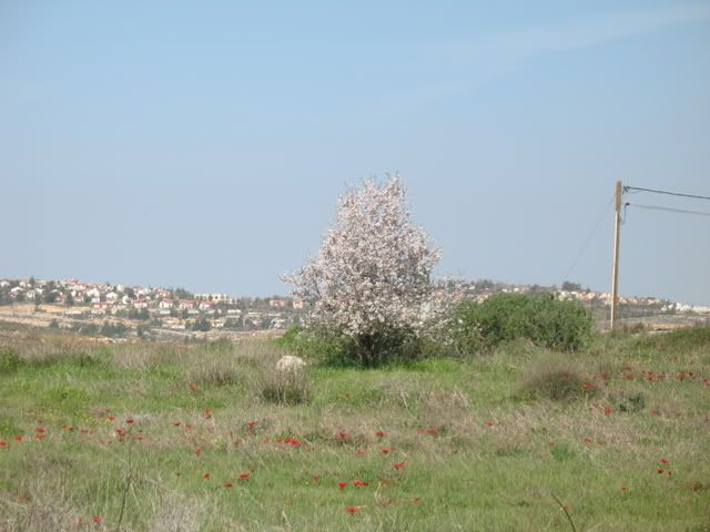 Tel Shiloh 2
