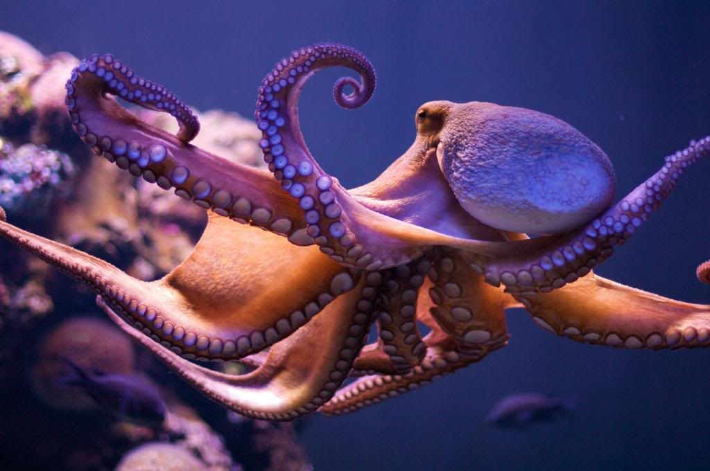 octopus.jpg