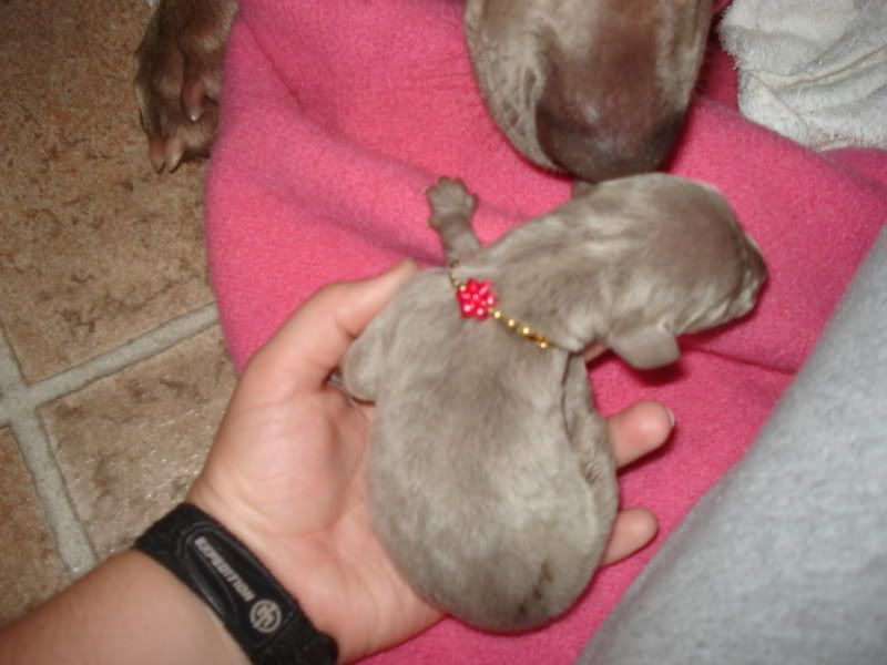 newborn,Puppy,weimaraner