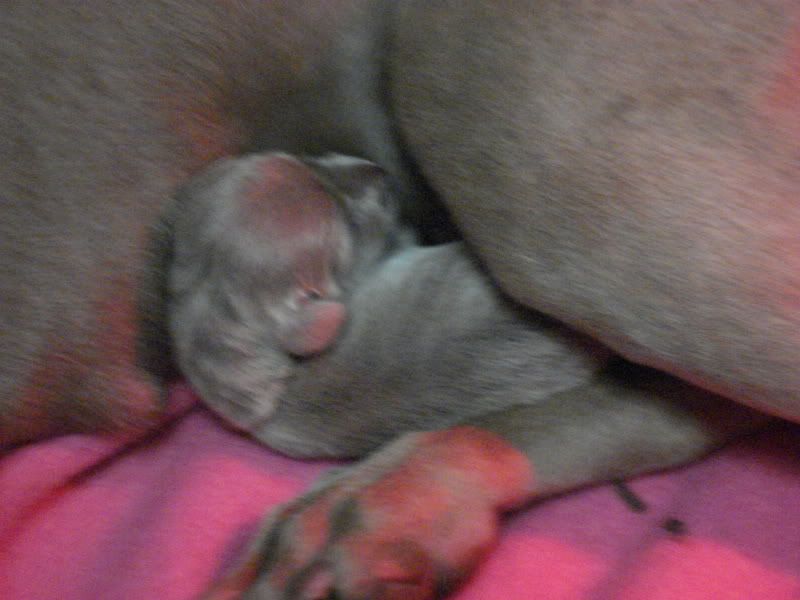 newborn,Puppy,weimaraner