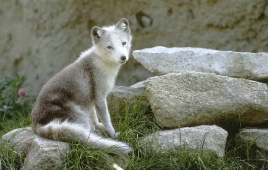 Grey and White Wolf Pup Pictures, Images and Photos