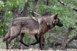 Brown and Black Wolf Pictures, Images and Photos