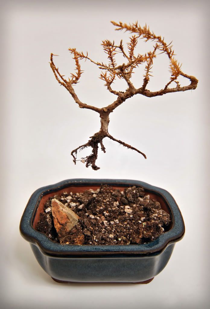 IMAGE: http://i138.photobucket.com/albums/q250/jlogic_2000/AscentionRethought.jpg