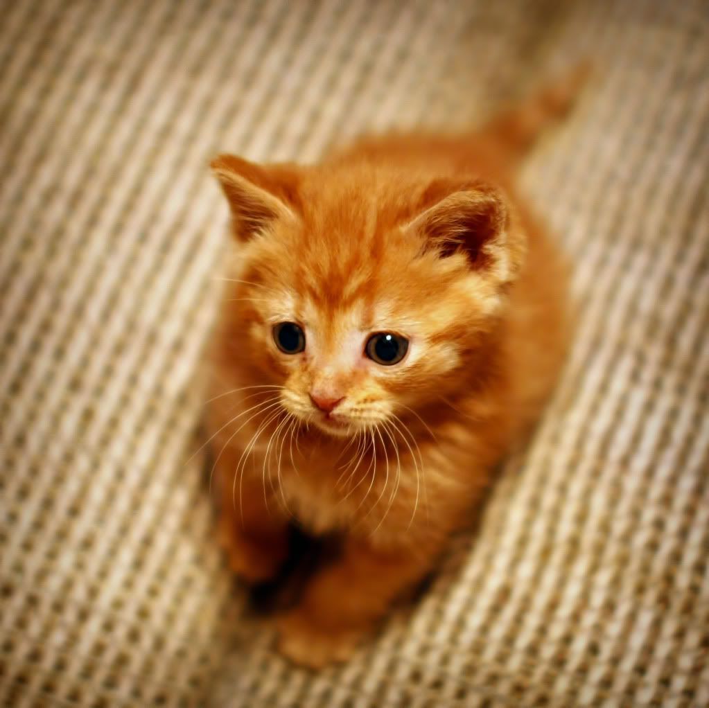 IMAGE: http://i138.photobucket.com/albums/q250/jlogic_2000/_MG_9696.jpg