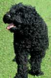 black-russian-terrier.jpg