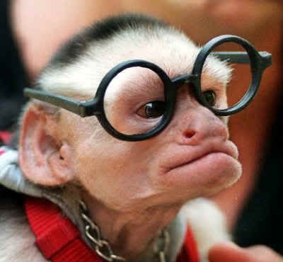 Monkey_Nerd_with_Glasses.jpg