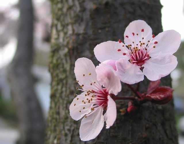 Cherry Blossoms Pictures, Images and Photos