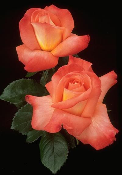 orange20rose.jpg