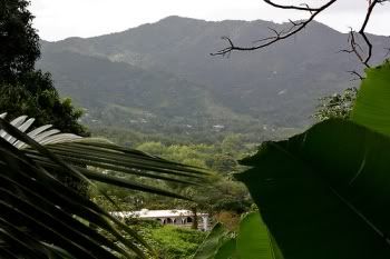 ceiba