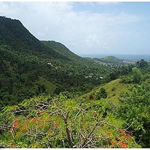 ceiba
