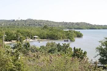 ceiba