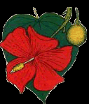 gurabo