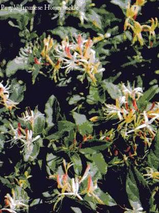 PurpleJapaneseHoneysuckle.jpg Purple Japanese Honeysuckle image by cflonline