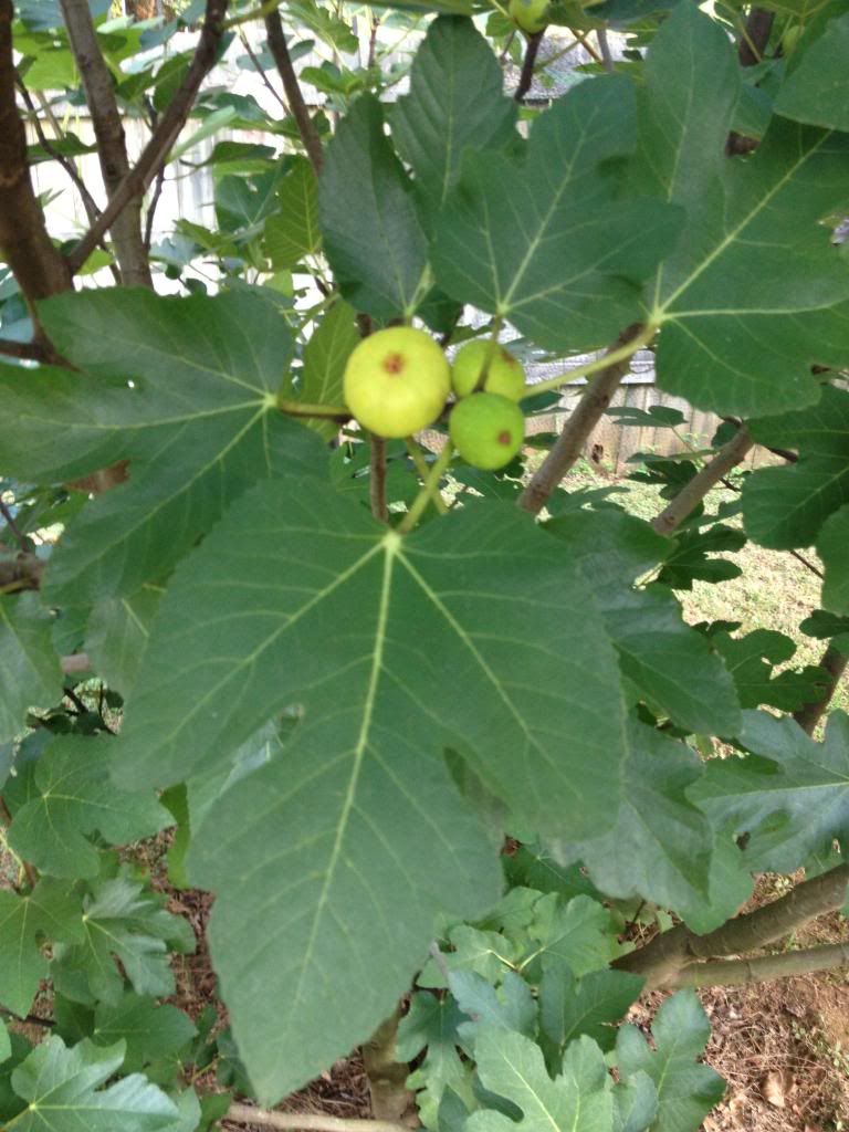 [IMG_0408_zps110e281f]