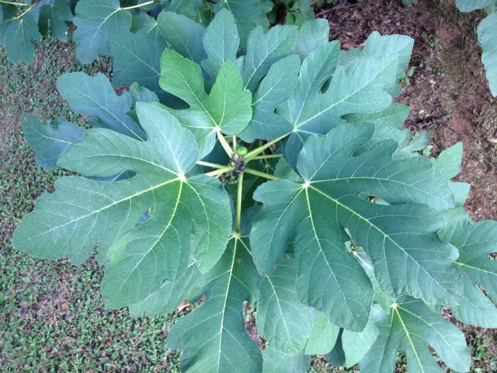 [IMG_0409_zps8018854b]