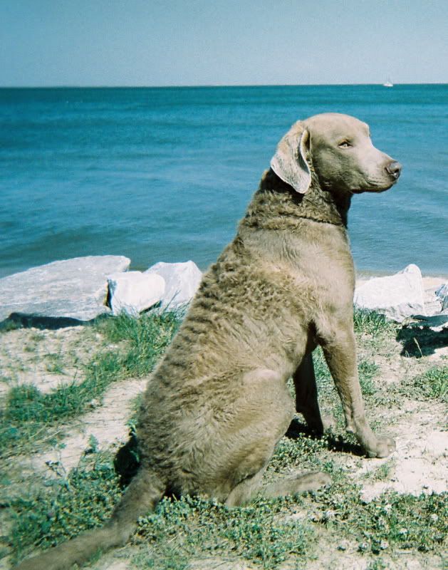 ash chesapeake bay retriever