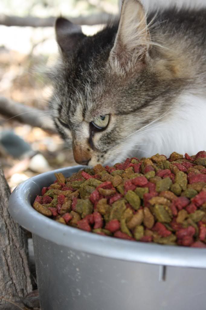 Sonata eating photo IMG_9641_zps85e594b1.jpg