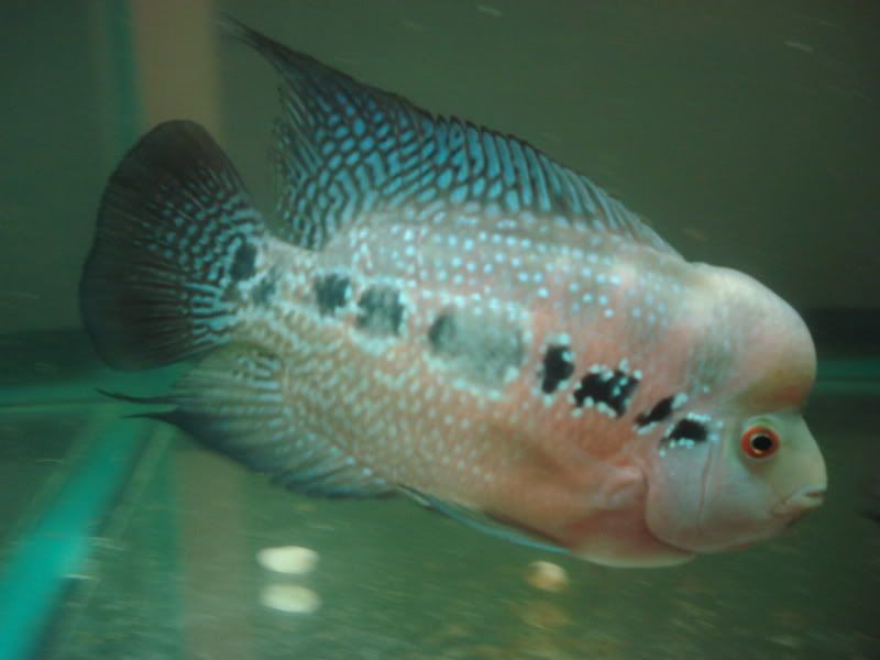 FLOWERHORNS FOR SALE, BALTIMORE,MD PICKUP ONLY!!!