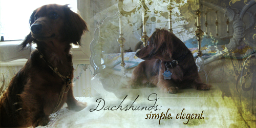 dachshundselegent.png