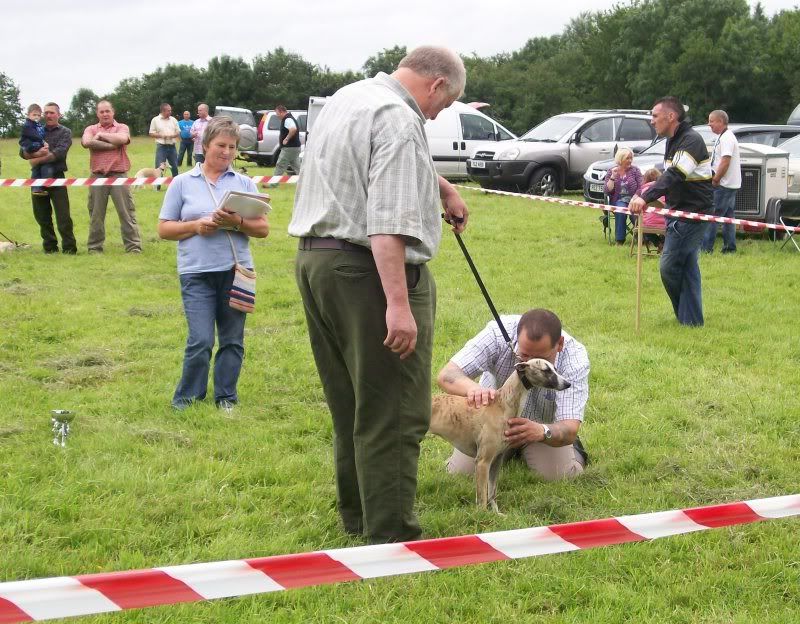 sportingwhippetclub24thJuly2010027.jpg