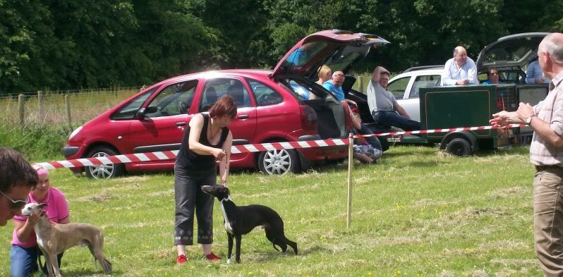 SportingWhippetClubJune2010015.jpg