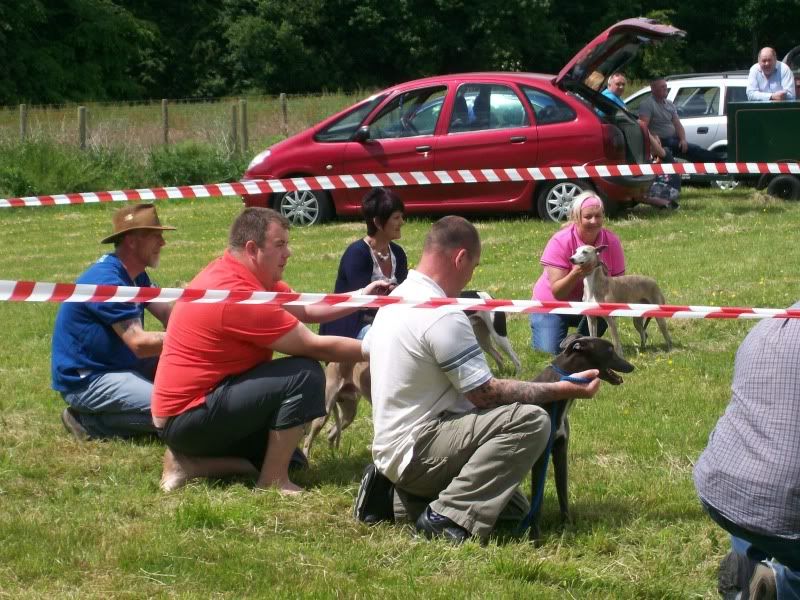 SportingWhippetClubJune2010016.jpg