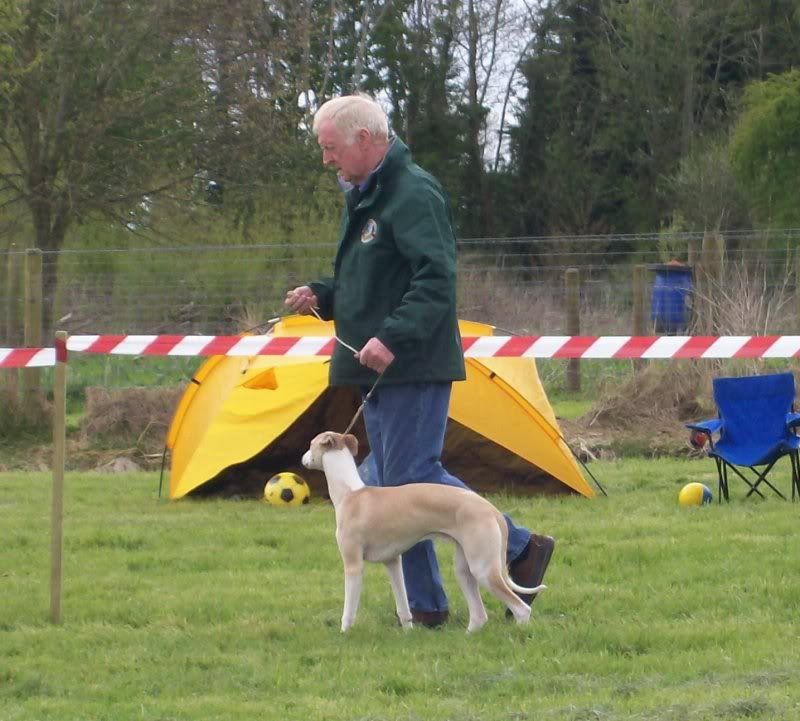 SportingWhippetClubMay2010003.jpg