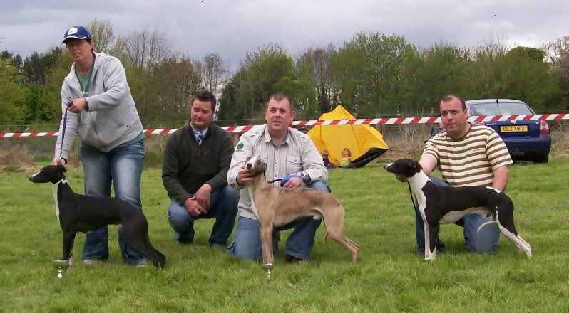 SportingWhippetClubMay2010008.jpg