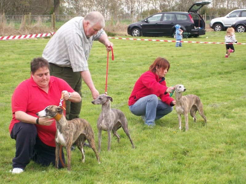 SportingWhippetClubMay2010017.jpg