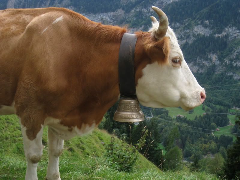 18_Cow-with-bell.jpg