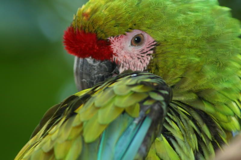 IMAGE: http://i138.photobucket.com/albums/q260/drandtus/IMG_1054.jpg