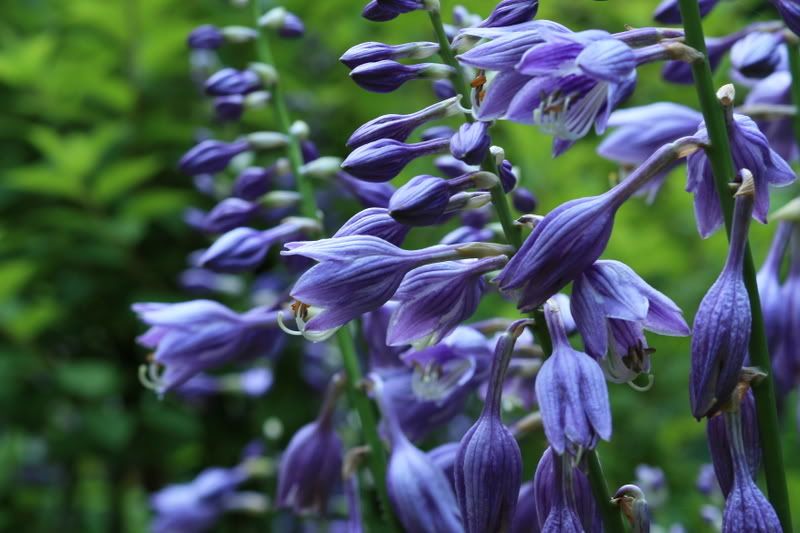 IMAGE: http://i138.photobucket.com/albums/q260/drandtus/IMG_7687.jpg