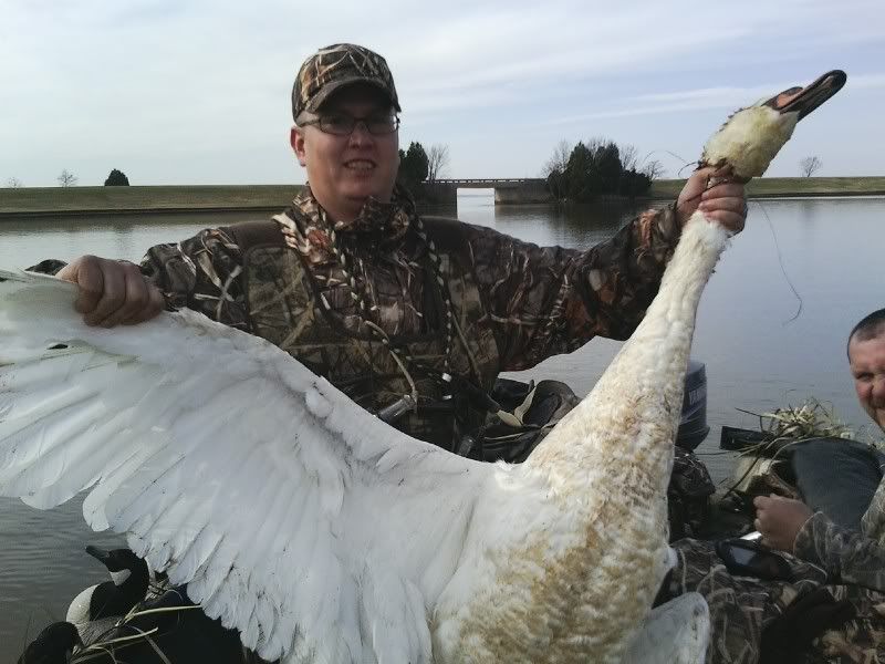 Goose Hunting Chat • couple mute swans today! Virginia Goose Hunting