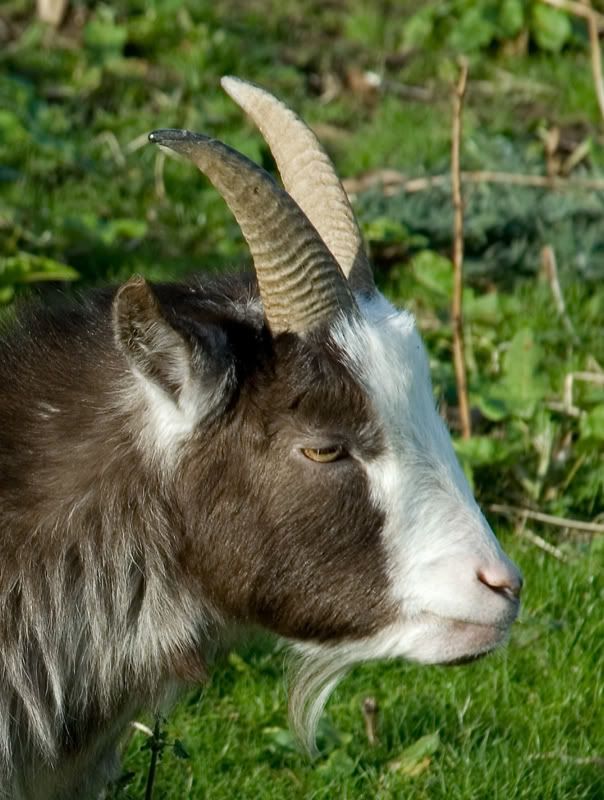 PigmyGoat.jpg