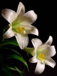 easter lily Pictures, Images and Photos