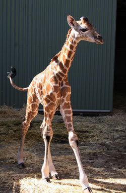 Mapenzi.jpg